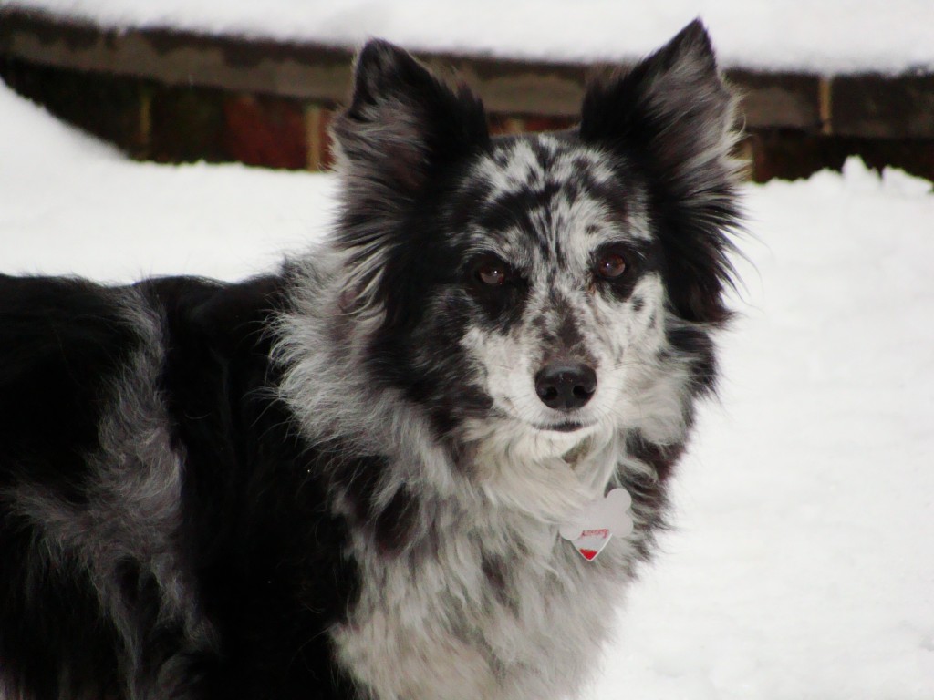 hybrid herder, rescue dogs